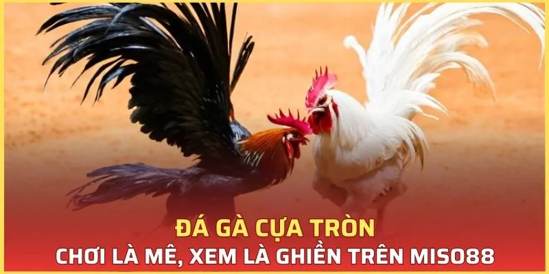 Đá Gà Cựa Tròn, Chơi Là Mê, Xem Là Ghiền